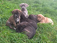 cane corso rustic type puppies